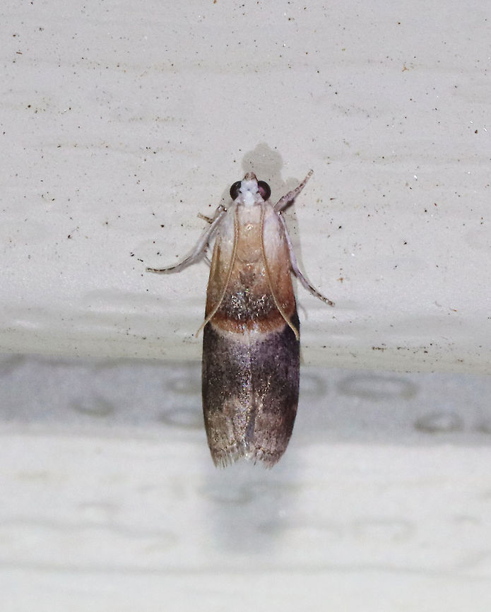Walnut Shoot Moth - Acrobasis demotella TL: ~10 mm. FW with gray median area and reddish brown scale ridge edged with orange and white bands. Head and thorax are white. Host: Black walnut. Status: Common.<br />
<br />
Habitat: Attracted to a 395 nm LED light in a semi-rural area<br />
<br />
2021(29) Acrobasis,Acrobasis demotella,Geotagged,Pyralidae,Spring,United States,moth