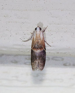 Walnut Shoot Moth - Acrobasis demotella TL: ~10 mm. FW with gray median area and reddish brown scale ridge edged with orange and white bands. Head and thorax are white. Host: Black walnut. Status: Common.

Habitat: Attracted to a 395 nm LED light in a semi-rural area

2021(29) Acrobasis,Acrobasis demotella,Geotagged,Pyralidae,Spring,United States,moth