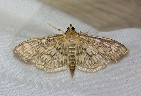 Bold-feathered Grass Moth - Herpetogramma pertextalis WS: 25-30 cm. Semi-translucent wings with a pattern of scalloped, brown lines. Hosts: Low plants, such as violets.

Habitat: Attracted to a 395 nm LED moth light in a semi-rural area

2021(30) Bold-feathered grass moth,Crambidae,Geotagged,Herpetogramma,Herpetogramma pertextalis,Spring,United States,moth
