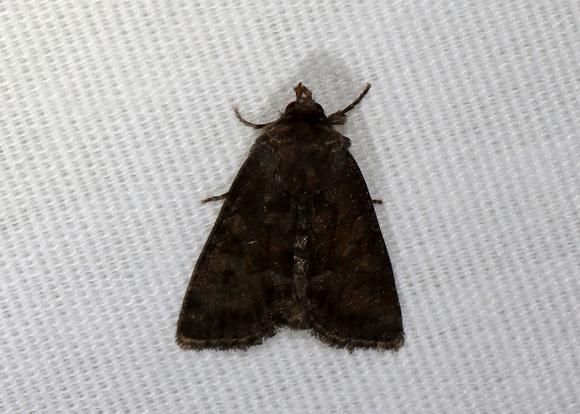 Moth - Noctuidae A very dark moth!<br />
<br />
Habitat: Attracted to a 395 nm LED moth light in a semi-rural area<br />
<br />
2021(31)<br />
<br />
 Geotagged,Noctuidae,Spring,United States,moth