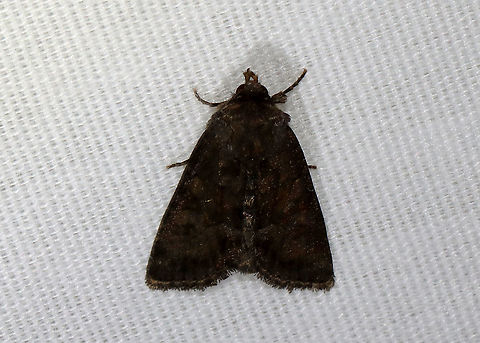 Moth - Noctuidae A very dark moth!

Habitat: Attracted to a 395 nm LED moth light in a semi-rural area

2021(31)

 Geotagged,Noctuidae,Spring,United States,moth