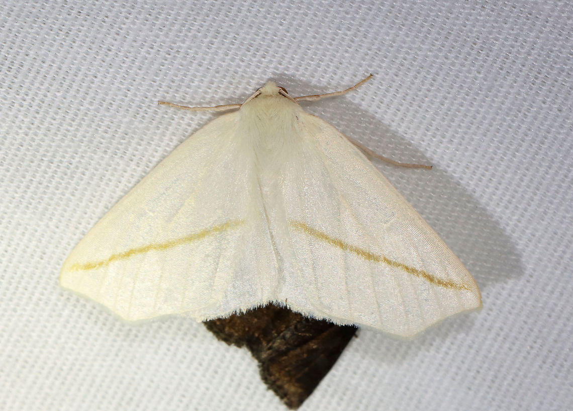White Slant-line - Tetracis cachexiata I had to laugh at this moth rudely positioned on top of another moth.<br />
<br />
WS: ~40 mm. White FW with pale orange PM line. Hosts: Deciduous trees and shrubs. Status: Common.<br />
<br />
Habitat: Attracted to a 395 nm LED moth light in a semi-rural area<br />
<br />
2021(32) Geometridae,Geotagged,Spring,Tetracis,Tetracis cachexiata,United States,White Slant-line,moth