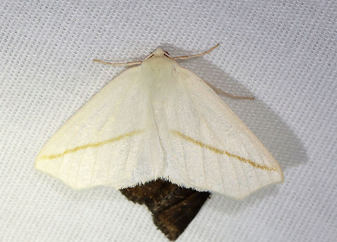 White Slant-line - Tetracis cachexiata I had to laugh at this moth rudely positioned on top of another moth.

WS: ~40 mm. White FW with pale orange PM line. Hosts: Deciduous trees and shrubs. Status: Common.

Habitat: Attracted to a 395 nm LED moth light in a semi-rural area

2021(32) Geometridae,Geotagged,Spring,Tetracis,Tetracis cachexiata,United States,White Slant-line,moth