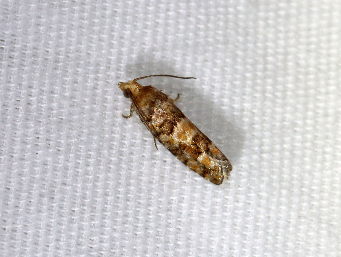 White Pine Cone Borer - Eucopina tocullionana Hosts: Larvae feed on second-year cones of Eastern White Pine (Pinus strobus)<br />
<br />
Habitat: Attracted to a 395 nm LED moth light in a semi-rural area<br />
<br />
2021(33) Eucopina,Eucopina tocullionana,Geotagged,Spring,Tortricidae,United States,White Pine Cone Borer,moth