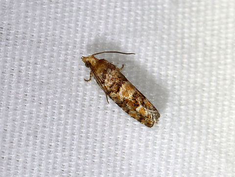 White Pine Cone Borer - Eucopina tocullionana Hosts: Larvae feed on second-year cones of Eastern White Pine (Pinus strobus)

Habitat: Attracted to a 395 nm LED moth light in a semi-rural area

2021(33) Eucopina,Eucopina tocullionana,Geotagged,Spring,Tortricidae,United States,White Pine Cone Borer,moth