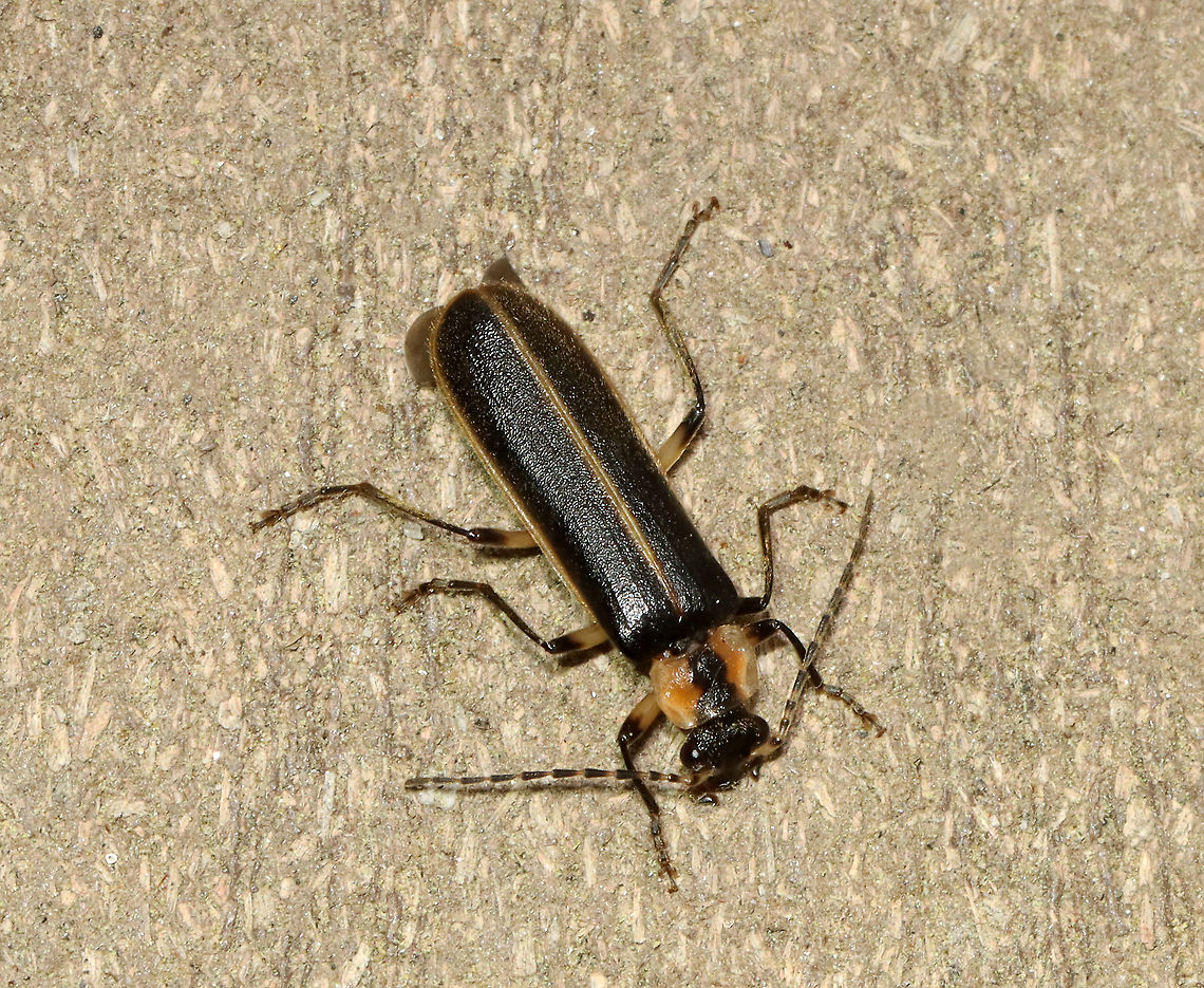 Podabrus basillaris TL: ~8 mm. Prothorax was reddish brown with the margins a bit paler. Elytra had brownish yellow margins. Elytra densely punctured. <br />
<br />
Habitat: Attracted to a light in a semi-rural area Geotagged,Podabrus,Podabrus basillaris,Soldier Beetle,Spring,United States,beetle