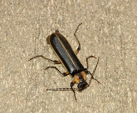 Podabrus basillaris TL: ~8 mm. Prothorax was reddish brown with the margins a bit paler. Elytra had brownish yellow margins. Elytra densely punctured. 

Habitat: Attracted to a light in a semi-rural area Geotagged,Podabrus,Podabrus basillaris,Soldier Beetle,Spring,United States,beetle