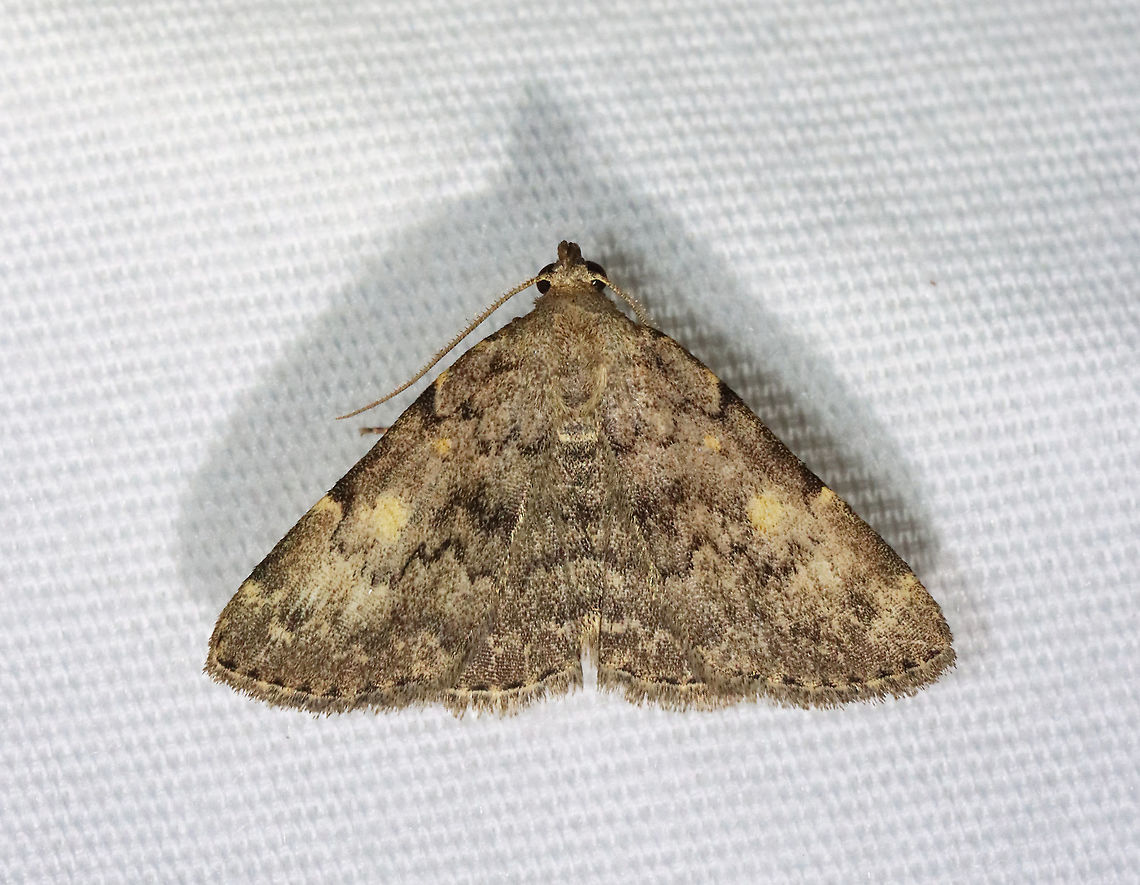 Common Idia - Idia aemula TL: ~12 mm. FW is grayish brown and peppered with darker scales. Lines are heaviest near costa. Orbicular and reniform spots are yellow. Pale yellow ST line. Hosts: Dead leaves and coniferous foliage. Status: common.<br />
<br />
Habitat: Attracted to a 395 nm LED light in a rural area<br />
<br />
2021(34) Common Idia,Erebidae,Geotagged,Idia,Idia aemula,Spring,United States,moth