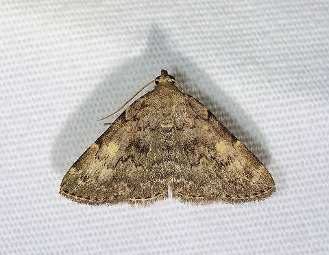 Common Idia - Idia aemula TL: ~12 mm. FW is grayish brown and peppered with darker scales. Lines are heaviest near costa. Orbicular and reniform spots are yellow. Pale yellow ST line. Hosts: Dead leaves and coniferous foliage. Status: common.

Habitat: Attracted to a 395 nm LED light in a rural area

2021(34) Common Idia,Erebidae,Geotagged,Idia,Idia aemula,Spring,United States,moth