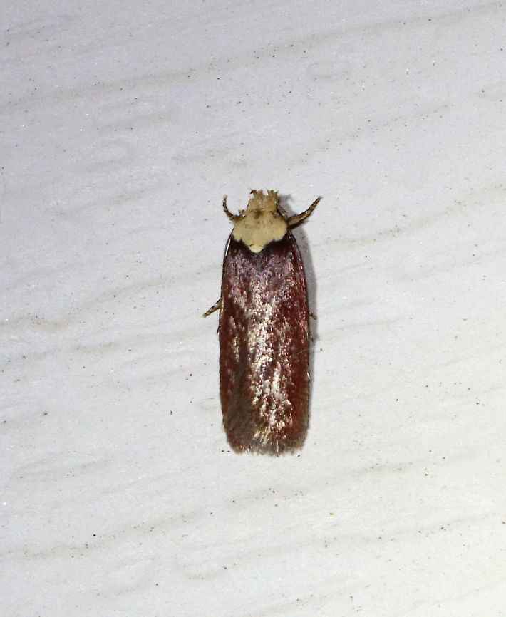Depressaria depressana - Purple Carrot-seed Moth TL: 10 mm. Reddish brown forewings. Whitish head and thorax.<br />
<br />
Habitat: Attracted to a 395 nm LED light in a rural area.<br />
<br />
2021(35) Depressaria,Depressaria depressana,Depressariidae,Geotagged,Purple carrot-seed moth,Spring,United States,moth