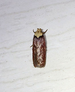Depressaria depressana - Purple Carrot-seed Moth TL: 10 mm. Reddish brown forewings. Whitish head and thorax.

Habitat: Attracted to a 395 nm LED light in a rural area.

2021(35) Depressaria,Depressaria depressana,Depressariidae,Geotagged,Purple carrot-seed moth,Spring,United States,moth