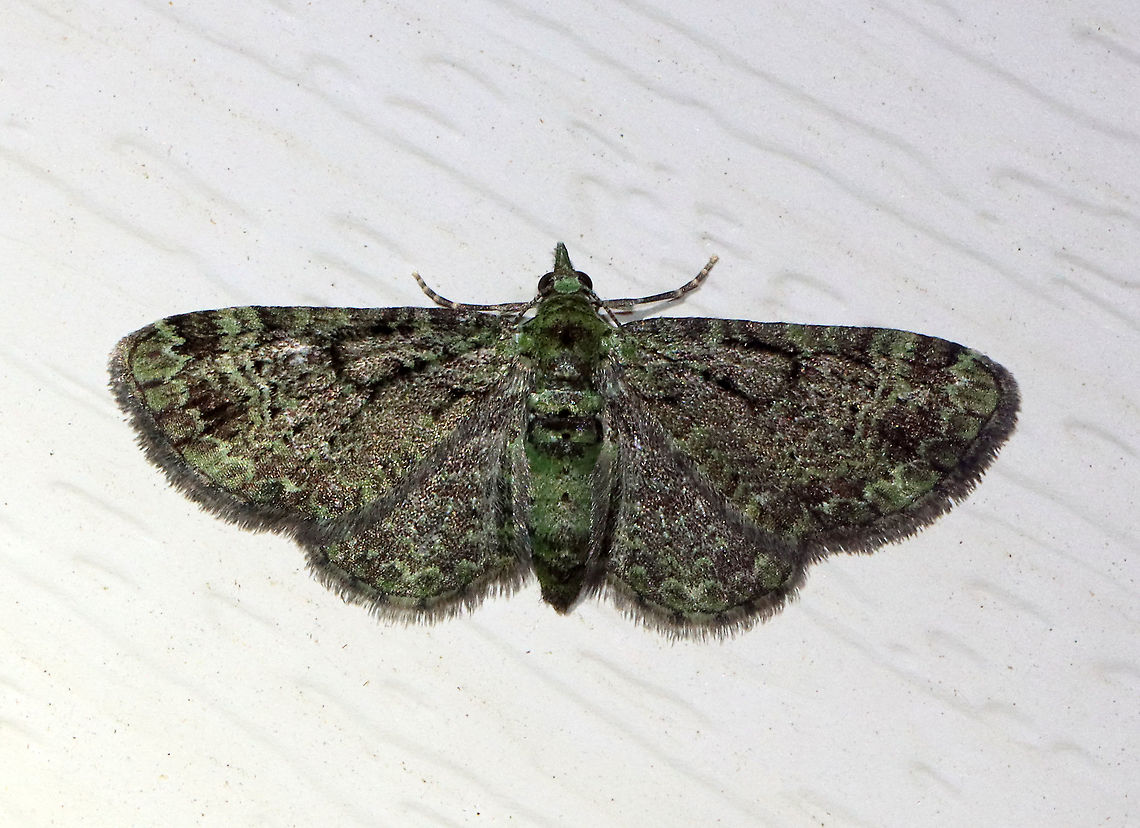 Green Pug - Pasiphila rectangulata WS: ~20 mm. Green FW marked with wavy black AM and PM lines. ST area has 2 black patches near apex.<br />
<br />
Habitat: Attracted to a 395 nm LED light in a rural area.  <br />
<br />
2021(36) Geometridae,Geotagged,Green pug,Pasiphila,Pasiphila rectangulata,Spring,United States,moth,pug moth
