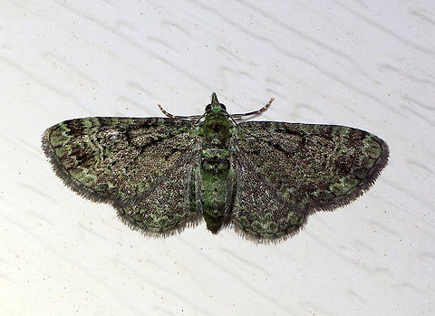 Green Pug - Pasiphila rectangulata WS: ~20 mm. Green FW marked with wavy black AM and PM lines. ST area has 2 black patches near apex.

Habitat: Attracted to a 395 nm LED light in a rural area.  

2021(36) Geometridae,Geotagged,Green pug,Pasiphila,Pasiphila rectangulata,Spring,United States,moth,pug moth