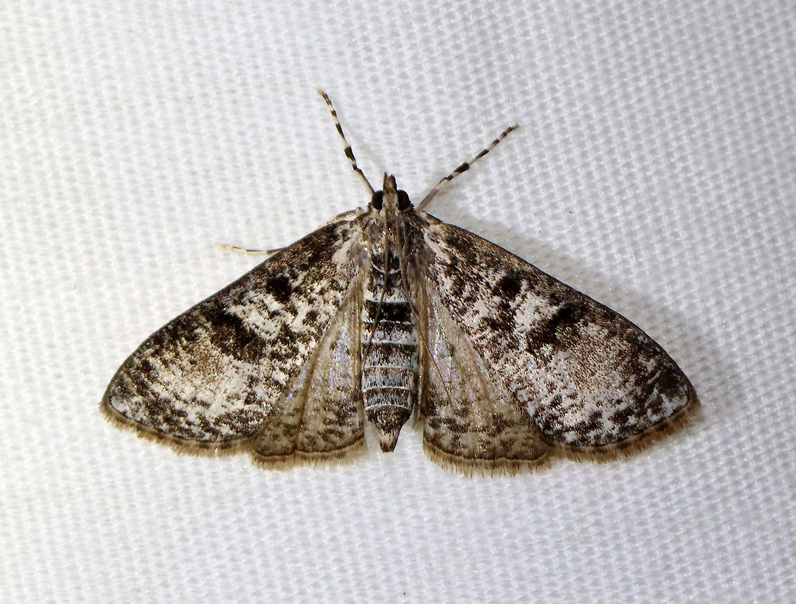 Splendid Palpita - Palpita magniferalis TL: ~15 mm. Tan FW with brown speckles and blotches. Host: Ash. Status: Common.<br />
<br />
Habitat: Attracted to an LED light (395 nm) in a semi-rural area<br />
<br />
2021(37) Crambidae,Geotagged,Palpita,Palpita magniferalis,Splendid palpita snout moth,Spring,United States,moth