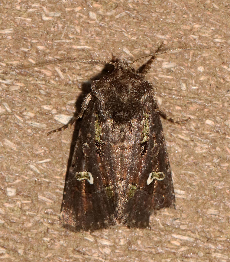 Bristly Cutworm - Lacinipolia renigera TL: 15 mm. Purplish gray forewings that were mottled pinkish brown along the veins. It had a lime green basal dash and green center of a white-edged reniform spot. Claviform spot is solid black.<br />
<br />
Habitat: Attracted to a 395 nm LED light; semi-rural area<br />
<br />
2021(d) Geotagged,Kidney-spotted minor,Lacinipolia renigera,Spring,United States,moth