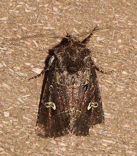 Bristly Cutworm - Lacinipolia renigera TL: 15 mm. Purplish gray forewings that were mottled pinkish brown along the veins. It had a lime green basal dash and green center of a white-edged reniform spot. Claviform spot is solid black.

Habitat: Attracted to a 395 nm LED light; semi-rural area

2021(d) Geotagged,Kidney-spotted minor,Lacinipolia renigera,Spring,United States,moth