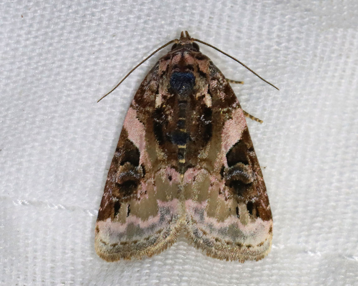 Pink-barred Pseudeustrotia - Pseudeustrotia carneola TL: ~10 mm. Mottled brown forewing with an oblique, pale pink bar slanting from the costa to the inner edge of the brown reniform spot. Irregular, white subterminal line is edged with light brown. Hosts: Dock, goldenrod, and smartweed.<br />
<br />
Habitat: Attracted to a 395 nm LED light in a rural area<br />
<br />
2021(38)<br />
 Geotagged,Noctuidae,Pink-barred lithacodia moth,Pseudeustrotia,Pseudeustrotia carneola,Spring,United States,moth