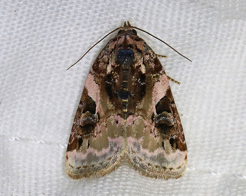 Pink-barred Pseudeustrotia - Pseudeustrotia carneola TL: ~10 mm. Mottled brown forewing with an oblique, pale pink bar slanting from the costa to the inner edge of the brown reniform spot. Irregular, white subterminal line is edged with light brown. Hosts: Dock, goldenrod, and smartweed.

Habitat: Attracted to a 395 nm LED light in a rural area

2021(38)
 Geotagged,Noctuidae,Pink-barred lithacodia moth,Pseudeustrotia,Pseudeustrotia carneola,Spring,United States,moth