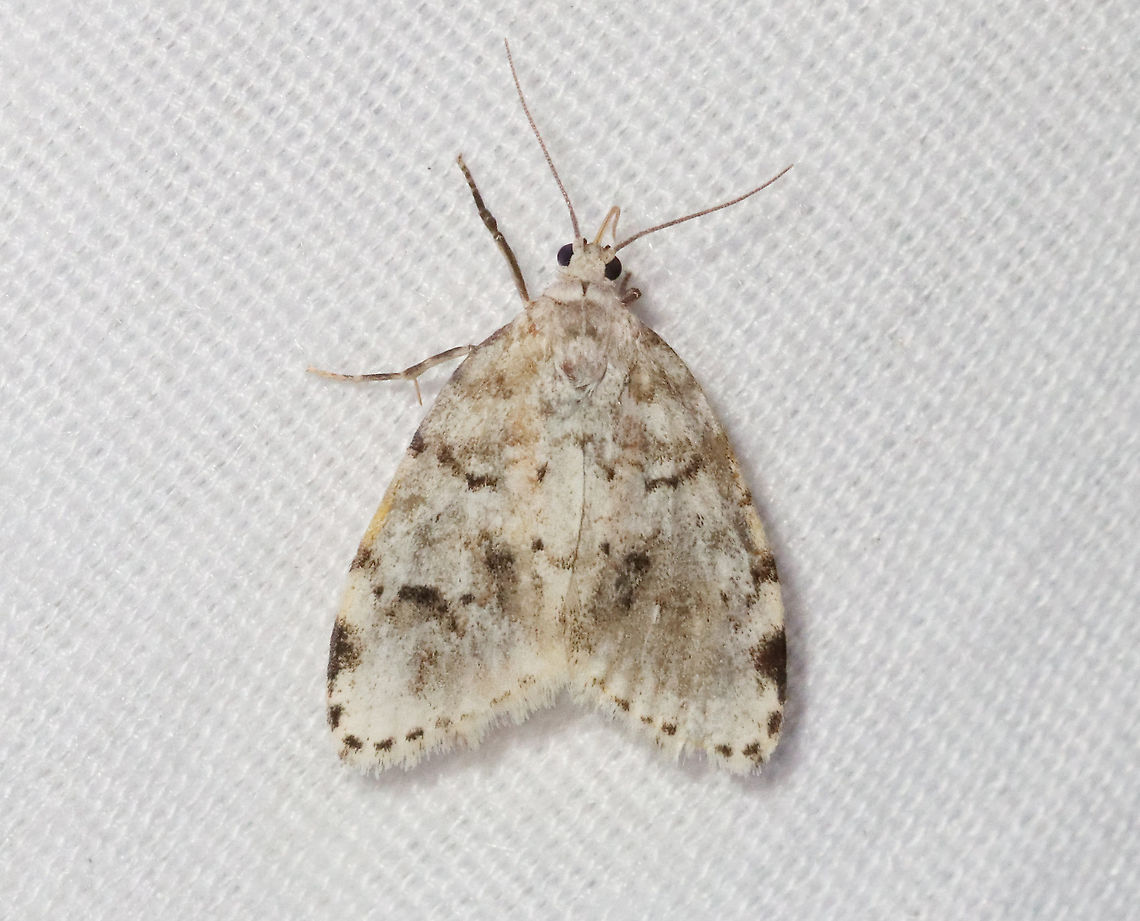 Little White Lichen Moth - Clemensia albata Habitat: Attracted to a 395 nm LED light in a rural area<br />
<br />
2021(39) Clemensia,Clemensia albata,Erebidae,Geotagged,Little white lichen moth,Spring,United States,lichen moth,moth