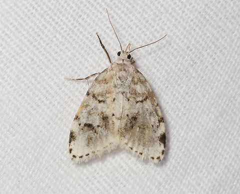Little White Lichen Moth - Clemensia albata Habitat: Attracted to a 395 nm LED light in a rural area

2021(39) Clemensia,Clemensia albata,Erebidae,Geotagged,Little white lichen moth,Spring,United States,lichen moth,moth