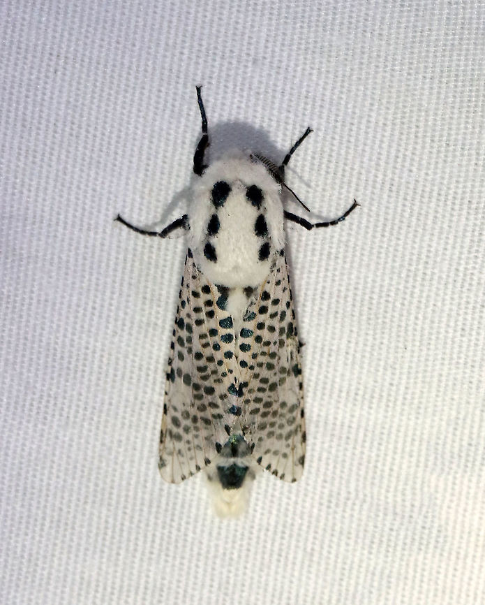 Leopard Moth - Zeuzera pyrina TL: ~30 mm. Semi-translucent FW with black spots. Fluffy, white thorax marked with black spots. Long abdomen. Hosts: Trees and woody plants. Status: Uncommon.<br />
<br />
Habitat: Attracted to a 395 nm LED light in a rural area<br />
<br />
2021(40)<br />
<figure class="photo"><a href="https://www.jungledragon.com/image/116505/leopard_moth_-_zeuzera_pyrina.html" title="Leopard Moth - Zeuzera pyrina"><img src="https://s3.amazonaws.com/media.jungledragon.com/images/3232/116505_thumb.jpg?AWSAccessKeyId=05GMT0V3GWVNE7GGM1R2&Expires=1767225610&Signature=IuV8VLbI2vtDICIxppVhILSPwCY%3D" width="200" height="134" alt="Leopard Moth - Zeuzera pyrina TL: ~30 mm. Semi-translucent FW with black spots. Fluffy, white thorax marked with black spots. Long abdomen. Hosts: Trees and woody plants. Status: Uncommon.<br />
<br />
Habitat: Attracted to a 395 nm LED light in a rural area<br />
<br />
2021(40)<br />
https://www.jungledragon.com/image/116505/leopard_moth_-_zeuzera_pyrina.html<br />
https://www.jungledragon.com/image/116504/leopard_moth_-_zeuzera_pyrina.html<br />
https://www.jungledragon.com/image/116502/leopard_moth_-_zeuzera_pyrina.html Geotagged,Leopard Moth,Spring,United States,Zeuzera pyrina" /></a></figure><br />
<figure class="photo"><a href="https://www.jungledragon.com/image/116504/leopard_moth_-_zeuzera_pyrina.html" title="Leopard Moth - Zeuzera pyrina"><img src="https://s3.amazonaws.com/media.jungledragon.com/images/3232/116504_thumb.jpg?AWSAccessKeyId=05GMT0V3GWVNE7GGM1R2&Expires=1767225610&Signature=L7Q0soa%2Bc4q9eKzDphdrBzyC4uQ%3D" width="200" height="126" alt="Leopard Moth - Zeuzera pyrina TL: ~30 mm. Semi-translucent FW with black spots. Fluffy, white thorax marked with black spots. Long abdomen. Hosts: Trees and woody plants. Status: Uncommon.<br />
<br />
Habitat: Attracted to a 395 nm LED light in a rural area<br />
<br />
2021(40)<br />
https://www.jungledragon.com/image/116505/leopard_moth_-_zeuzera_pyrina.html<br />
https://www.jungledragon.com/image/116504/leopard_moth_-_zeuzera_pyrina.html<br />
https://www.jungledragon.com/image/116502/leopard_moth_-_zeuzera_pyrina.html Geotagged,Leopard Moth,Spring,United States,Zeuzera pyrina" /></a></figure><br />
<figure class="photo"><a href="https://www.jungledragon.com/image/116502/leopard_moth_-_zeuzera_pyrina.html" title="Leopard Moth - Zeuzera pyrina"><img src="https://s3.amazonaws.com/media.jungledragon.com/images/3232/116502_thumb.jpg?AWSAccessKeyId=05GMT0V3GWVNE7GGM1R2&Expires=1767225610&Signature=rPMN7ZRCS7nDwPWqGOliulKfYR8%3D" width="124" height="152" alt="Leopard Moth - Zeuzera pyrina TL: ~30 mm. Semi-translucent FW with black spots. Fluffy, white thorax marked with black spots. Long abdomen. Hosts: Trees and woody plants. Status: Uncommon.<br />
<br />
Habitat: Attracted to a 395 nm LED light in a rural area<br />
<br />
2021(40)<br />
https://www.jungledragon.com/image/116505/leopard_moth_-_zeuzera_pyrina.html<br />
https://www.jungledragon.com/image/116504/leopard_moth_-_zeuzera_pyrina.html<br />
https://www.jungledragon.com/image/116502/leopard_moth_-_zeuzera_pyrina.html<br />
 Cossidae,Geotagged,Leopard Moth,Spring,United States,Zeuzera,Zeuzera pyrina,moth" /></a></figure><br />
 Cossidae,Geotagged,Leopard Moth,Spring,United States,Zeuzera,Zeuzera pyrina,moth