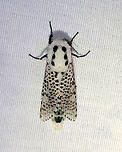 Leopard Moth - Zeuzera pyrina TL: ~30 mm. Semi-translucent FW with black spots. Fluffy, white thorax marked with black spots. Long abdomen. Hosts: Trees and woody plants. Status: Uncommon.<br />
<br />
Habitat: Attracted to a 395 nm LED light in a rural area<br />
<br />
2021(40)<br />
https://www.jungledragon.com/image/116505/leopard_moth_-_zeuzera_pyrina.html<br />
https://www.jungledragon.com/image/116504/leopard_moth_-_zeuzera_pyrina.html<br />
https://www.jungledragon.com/image/116502/leopard_moth_-_zeuzera_pyrina.html<br />
 Cossidae,Geotagged,Leopard Moth,Spring,United States,Zeuzera,Zeuzera pyrina,moth