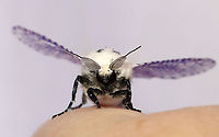 Leopard Moth - Zeuzera pyrina TL: ~30 mm. Semi-translucent FW with black spots. Fluffy, white thorax marked with black spots. Long abdomen. Hosts: Trees and woody plants. Status: Uncommon.<br />
<br />
Habitat: Attracted to a 395 nm LED light in a rural area<br />
<br />
2021(40)<br />
https://www.jungledragon.com/image/116505/leopard_moth_-_zeuzera_pyrina.html<br />
https://www.jungledragon.com/image/116504/leopard_moth_-_zeuzera_pyrina.html<br />
https://www.jungledragon.com/image/116502/leopard_moth_-_zeuzera_pyrina.html Geotagged,Leopard Moth,Spring,United States,Zeuzera pyrina