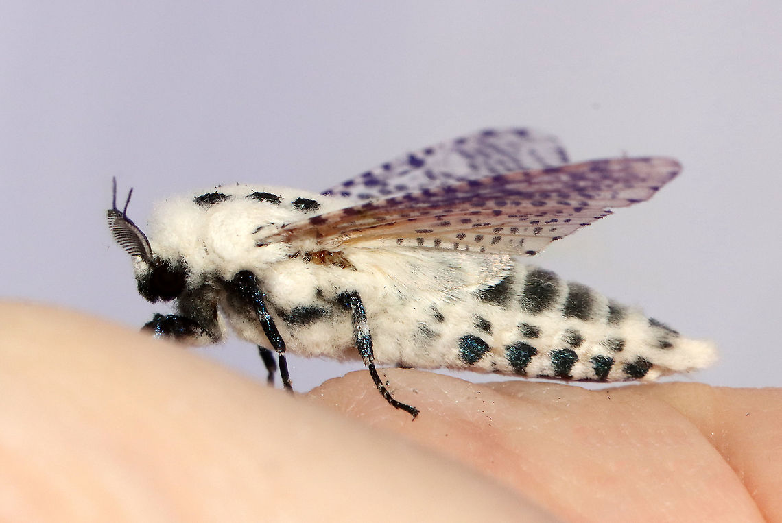 Leopard Moth - Zeuzera pyrina TL: ~30 mm. Semi-translucent FW with black spots. Fluffy, white thorax marked with black spots. Long abdomen. Hosts: Trees and woody plants. Status: Uncommon.<br />
<br />
Habitat: Attracted to a 395 nm LED light in a rural area<br />
<br />
2021(40)<br />
<figure class="photo"><a href="https://www.jungledragon.com/image/116505/leopard_moth_-_zeuzera_pyrina.html" title="Leopard Moth - Zeuzera pyrina"><img src="https://s3.amazonaws.com/media.jungledragon.com/images/3232/116505_thumb.jpg?AWSAccessKeyId=05GMT0V3GWVNE7GGM1R2&Expires=1763596810&Signature=K1aZMpXIgTOm9GbdGZWRUFwx1Ec%3D" width="200" height="134" alt="Leopard Moth - Zeuzera pyrina TL: ~30 mm. Semi-translucent FW with black spots. Fluffy, white thorax marked with black spots. Long abdomen. Hosts: Trees and woody plants. Status: Uncommon.<br />
<br />
Habitat: Attracted to a 395 nm LED light in a rural area<br />
<br />
2021(40)<br />
https://www.jungledragon.com/image/116505/leopard_moth_-_zeuzera_pyrina.html<br />
https://www.jungledragon.com/image/116504/leopard_moth_-_zeuzera_pyrina.html<br />
https://www.jungledragon.com/image/116502/leopard_moth_-_zeuzera_pyrina.html Geotagged,Leopard Moth,Spring,United States,Zeuzera pyrina" /></a></figure><br />
<figure class="photo"><a href="https://www.jungledragon.com/image/116504/leopard_moth_-_zeuzera_pyrina.html" title="Leopard Moth - Zeuzera pyrina"><img src="https://s3.amazonaws.com/media.jungledragon.com/images/3232/116504_thumb.jpg?AWSAccessKeyId=05GMT0V3GWVNE7GGM1R2&Expires=1763596810&Signature=3bmExpK%2Fr9PIxfWHrOyuEKn8ePI%3D" width="200" height="126" alt="Leopard Moth - Zeuzera pyrina TL: ~30 mm. Semi-translucent FW with black spots. Fluffy, white thorax marked with black spots. Long abdomen. Hosts: Trees and woody plants. Status: Uncommon.<br />
<br />
Habitat: Attracted to a 395 nm LED light in a rural area<br />
<br />
2021(40)<br />
https://www.jungledragon.com/image/116505/leopard_moth_-_zeuzera_pyrina.html<br />
https://www.jungledragon.com/image/116504/leopard_moth_-_zeuzera_pyrina.html<br />
https://www.jungledragon.com/image/116502/leopard_moth_-_zeuzera_pyrina.html Geotagged,Leopard Moth,Spring,United States,Zeuzera pyrina" /></a></figure><br />
<figure class="photo"><a href="https://www.jungledragon.com/image/116502/leopard_moth_-_zeuzera_pyrina.html" title="Leopard Moth - Zeuzera pyrina"><img src="https://s3.amazonaws.com/media.jungledragon.com/images/3232/116502_thumb.jpg?AWSAccessKeyId=05GMT0V3GWVNE7GGM1R2&Expires=1763596810&Signature=n9o0pKaPY6bpCHvYf1ZjF6FsPm4%3D" width="124" height="152" alt="Leopard Moth - Zeuzera pyrina TL: ~30 mm. Semi-translucent FW with black spots. Fluffy, white thorax marked with black spots. Long abdomen. Hosts: Trees and woody plants. Status: Uncommon.<br />
<br />
Habitat: Attracted to a 395 nm LED light in a rural area<br />
<br />
2021(40)<br />
https://www.jungledragon.com/image/116505/leopard_moth_-_zeuzera_pyrina.html<br />
https://www.jungledragon.com/image/116504/leopard_moth_-_zeuzera_pyrina.html<br />
https://www.jungledragon.com/image/116502/leopard_moth_-_zeuzera_pyrina.html<br />
 Cossidae,Geotagged,Leopard Moth,Spring,United States,Zeuzera,Zeuzera pyrina,moth" /></a></figure> Geotagged,Leopard Moth,Spring,United States,Zeuzera pyrina