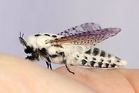 Leopard Moth - Zeuzera pyrina TL: ~30 mm. Semi-translucent FW with black spots. Fluffy, white thorax marked with black spots. Long abdomen. Hosts: Trees and woody plants. Status: Uncommon.<br />
<br />
Habitat: Attracted to a 395 nm LED light in a rural area<br />
<br />
2021(40)<br />
https://www.jungledragon.com/image/116505/leopard_moth_-_zeuzera_pyrina.html<br />
https://www.jungledragon.com/image/116504/leopard_moth_-_zeuzera_pyrina.html<br />
https://www.jungledragon.com/image/116502/leopard_moth_-_zeuzera_pyrina.html Geotagged,Leopard Moth,Spring,United States,Zeuzera pyrina