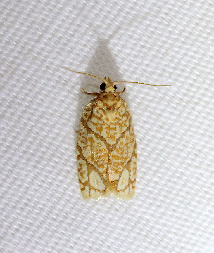 Yellow-winged Oak Leafroller - Argyrotaenia quercifoliana TL: ~12 mm. Pale yellow FW with brown blotches. AM and PM lines are indistinct. Host: Oak. Status: Common.<br />
<br />
Habitat: Attracted to a 395 nm LED light in a rural area<br />
<br />
2021(41) Argyrotaenia,Argyrotaenia quercifoliana,Geotagged,Spring,United States,Yellow-winged Oak Leafroller,leafroller,moth