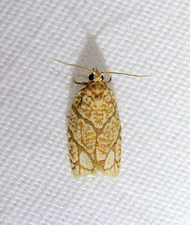 Yellow-winged Oak Leafroller - Argyrotaenia quercifoliana TL: ~12 mm. Pale yellow FW with brown blotches. AM and PM lines are indistinct. Host: Oak. Status: Common.

Habitat: Attracted to a 395 nm LED light in a rural area

2021(41) Argyrotaenia,Argyrotaenia quercifoliana,Geotagged,Spring,United States,Yellow-winged Oak Leafroller,leafroller,moth