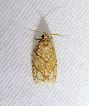 Yellow-winged Oak Leafroller - Argyrotaenia quercifoliana TL: ~12 mm. Pale yellow FW with brown blotches. AM and PM lines are indistinct. Host: Oak. Status: Common.<br />
<br />
Habitat: Attracted to a 395 nm LED light in a rural area<br />
<br />
2021(41) Argyrotaenia,Argyrotaenia quercifoliana,Geotagged,Spring,United States,Yellow-winged Oak Leafroller,leafroller,moth