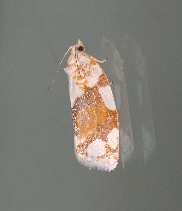 White-spotted Leafroller - Argyrotaenia alisellana TL: ~12 mm. Brown FW with large white patches along costa and in basal ST area. Host: Oak. Status: Common.<br />
<br />
<br />
Habitat: Attracted to a 395 nm LED light in a rural area<br />
<br />
2021(42)<br />
<figure class="photo"><a href="https://www.jungledragon.com/image/116508/white-spotted_leafroller_-_argyrotaenia_alisellana.html" title="White-spotted Leafroller - Argyrotaenia alisellana"><img src="https://s3.amazonaws.com/media.jungledragon.com/images/3232/116508_thumb.jpg?AWSAccessKeyId=05GMT0V3GWVNE7GGM1R2&Expires=1759968010&Signature=RRx5DqAKDG3E%2F%2Fi31G52p60lLLw%3D" width="114" height="152" alt="White-spotted Leafroller - Argyrotaenia alisellana TL: ~12 mm. Brown FW with large white patches along costa and in basal ST area. Host: Oak. Status: Common.<br />
<br />
Habitat: Attracted to a 395 nm LED light in a rural area<br />
<br />
2021(42)<br />
https://www.jungledragon.com/image/116507/white-spotted_leafroller_-_argyrotaenia_alisellana.html Argyrotaenia alisellana,Geotagged,Spring,United States,White-spotted leafroller" /></a></figure> Argyrotaenia,Argyrotaenia alisellana,Geotagged,Spring,United States,White-spotted leafroller,moth