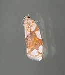 White-spotted Leafroller - Argyrotaenia alisellana TL: ~12 mm. Brown FW with large white patches along costa and in basal ST area. Host: Oak. Status: Common.<br />
<br />
<br />
Habitat: Attracted to a 395 nm LED light in a rural area<br />
<br />
2021(42)<br />
https://www.jungledragon.com/image/116508/white-spotted_leafroller_-_argyrotaenia_alisellana.html Argyrotaenia,Argyrotaenia alisellana,Geotagged,Spring,United States,White-spotted leafroller,moth