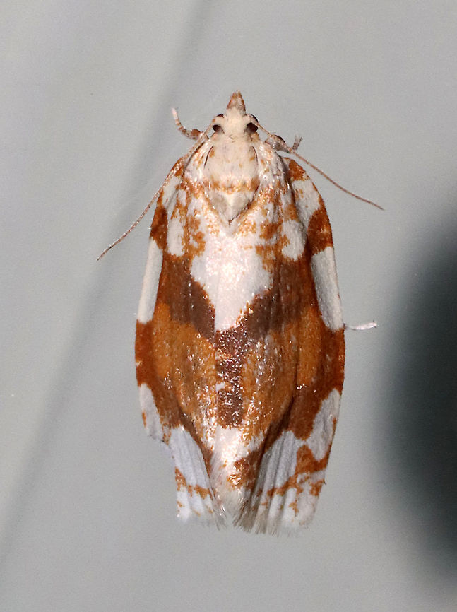 White-spotted Leafroller - Argyrotaenia alisellana TL: ~12 mm. Brown FW with large white patches along costa and in basal ST area. Host: Oak. Status: Common.<br />
<br />
Habitat: Attracted to a 395 nm LED light in a rural area<br />
<br />
2021(42)<br />
<figure class="photo"><a href="https://www.jungledragon.com/image/116507/white-spotted_leafroller_-_argyrotaenia_alisellana.html" title="White-spotted Leafroller - Argyrotaenia alisellana"><img src="https://s3.amazonaws.com/media.jungledragon.com/images/3232/116507_thumb.jpg?AWSAccessKeyId=05GMT0V3GWVNE7GGM1R2&Expires=1759968010&Signature=PxQF5i9IzA97%2BHATapUtVOMUD7A%3D" width="132" height="152" alt="White-spotted Leafroller - Argyrotaenia alisellana TL: ~12 mm. Brown FW with large white patches along costa and in basal ST area. Host: Oak. Status: Common.<br />
<br />
<br />
Habitat: Attracted to a 395 nm LED light in a rural area<br />
<br />
2021(42)<br />
https://www.jungledragon.com/image/116508/white-spotted_leafroller_-_argyrotaenia_alisellana.html Argyrotaenia,Argyrotaenia alisellana,Geotagged,Spring,United States,White-spotted leafroller,moth" /></a></figure> Argyrotaenia alisellana,Geotagged,Spring,United States,White-spotted leafroller