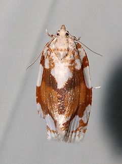 White-spotted Leafroller - Argyrotaenia alisellana TL: ~12 mm. Brown FW with large white patches along costa and in basal ST area. Host: Oak. Status: Common.

Habitat: Attracted to a 395 nm LED light in a rural area

2021(42)
https://www.jungledragon.com/image/116507/white-spotted_leafroller_-_argyrotaenia_alisellana.html Argyrotaenia alisellana,Geotagged,Spring,United States,White-spotted leafroller