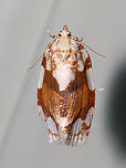 White-spotted Leafroller - Argyrotaenia alisellana TL: ~12 mm. Brown FW with large white patches along costa and in basal ST area. Host: Oak. Status: Common.<br />
<br />
Habitat: Attracted to a 395 nm LED light in a rural area<br />
<br />
2021(42)<br />
https://www.jungledragon.com/image/116507/white-spotted_leafroller_-_argyrotaenia_alisellana.html Argyrotaenia alisellana,Geotagged,Spring,United States,White-spotted leafroller