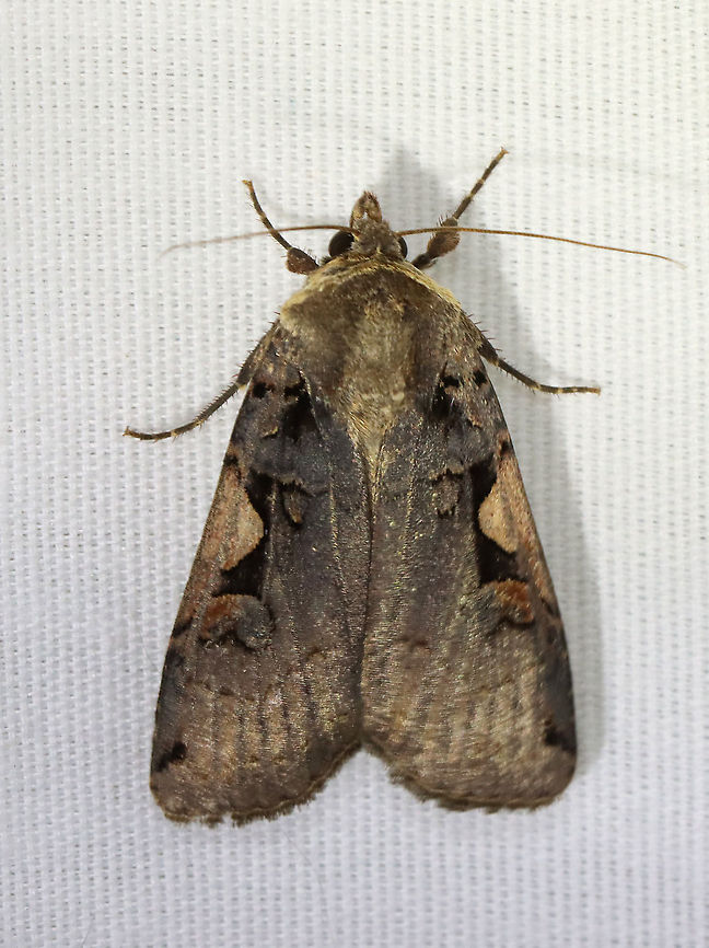 Greater Black-letter Dart - Xestia dolosa TL: ~20 mm. Scalloped AM line . Hosts: A variety of crops, trees, and plants, such as clover and barley.<br />
<br />
Habitat: Attracted to a 395 nm LED light in a rural area<br />
<br />
2021(43) Geotagged,Greater Black-letter Dart,Noctuidae,Spring,United States,Xestia,Xestia dolosa,dart,moth