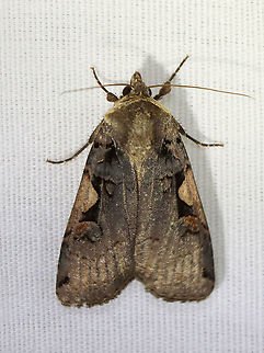 Greater Black-letter Dart - Xestia dolosa TL: ~20 mm. Scalloped AM line . Hosts: A variety of crops, trees, and plants, such as clover and barley.

Habitat: Attracted to a 395 nm LED light in a rural area

2021(43) Geotagged,Greater Black-letter Dart,Noctuidae,Spring,United States,Xestia,Xestia dolosa,dart,moth