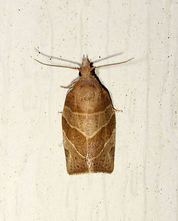 Pandemis limitata - Three-lined Leafroller TL: ~10 mm. Forewings vary from light to dark brown with prominent dark brown markings. The basal, median, and upper postmedial lines are distinct with pale edges.

Habitat: Attracted to a 395 nm LED light in a semi-rural area

2021(44) Geotagged,Pandemis limitata,Spring,Three-lined leafroller,United States
