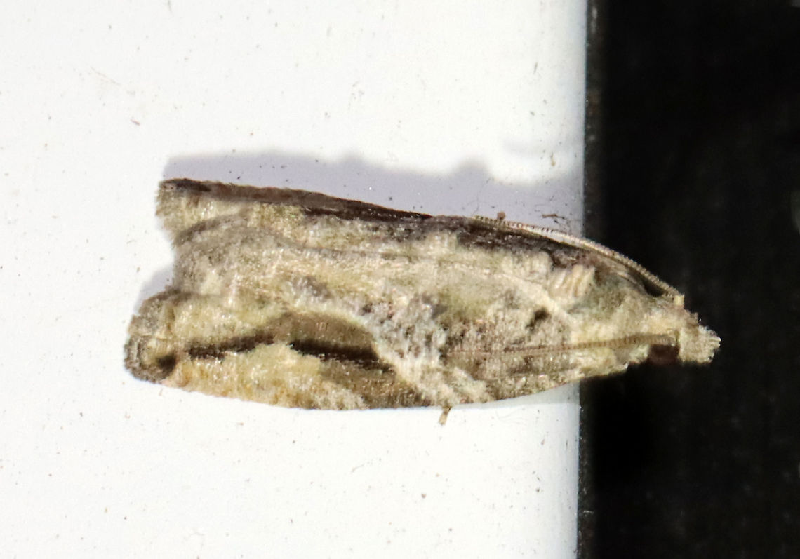 Black-crescent Proteoteras - Proteoteras crescentana TL: 8 mm. Brownish gray FW with a thick, black crescent that arcs toward apex. Host: Box elder<br />
<br />
Habitat: Attracted to a 395 nm LED light in a semi-rural area<br />
<br />
2021(d) Geotagged,Northern Boxelder Twig Borer Moth,Proteoteras crescentana,Spring,United States,moth