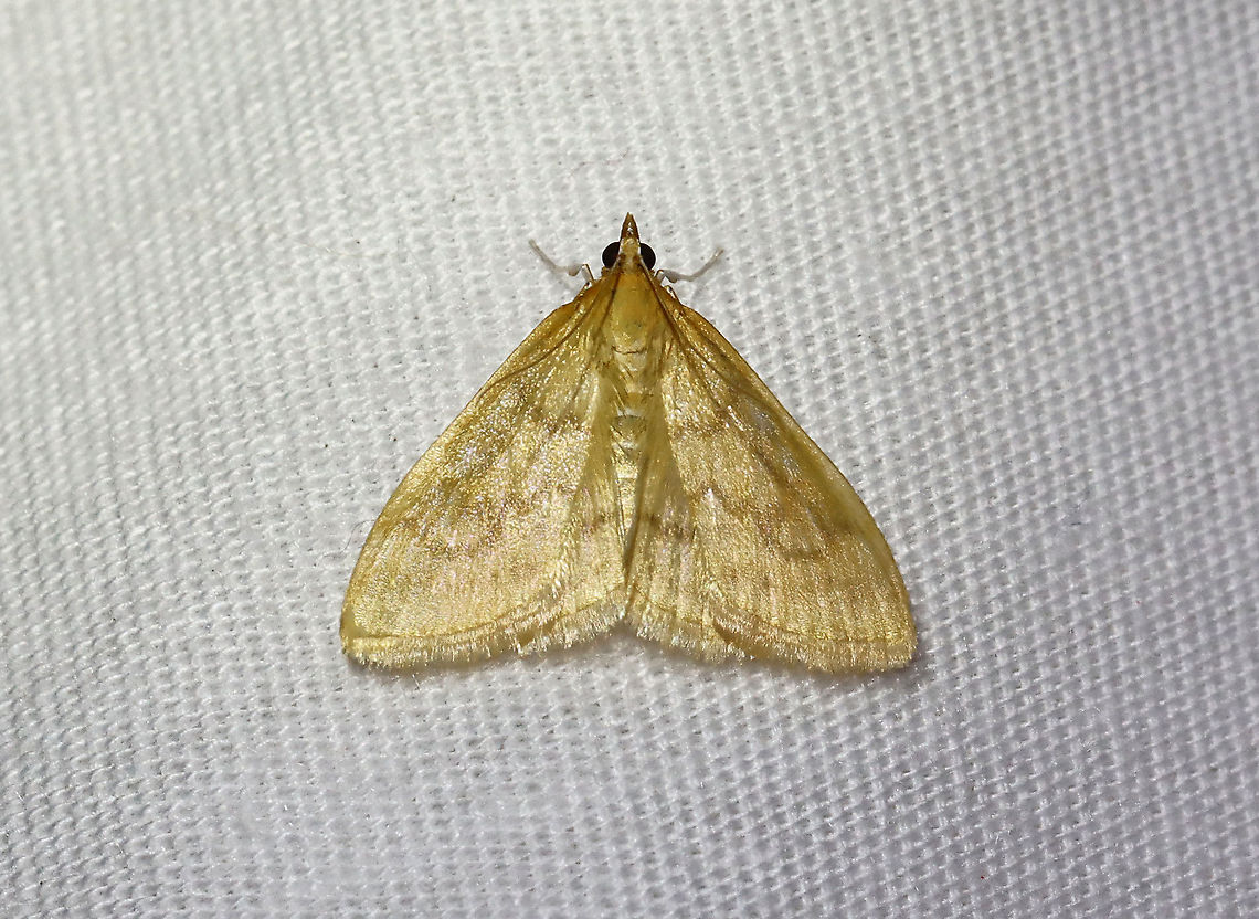 Moth - Ostrinia penitalis? *Tentative ID<br />
<br />
Habitat: Attracted to a 395 nm LED light in a semi-rural area<br />
<br />
2021(45)<br />
<br />
 Geotagged,Ostrinia penitalis,Spring,United States,crambidae,moth