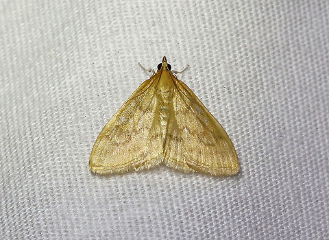 American Lotus Borer