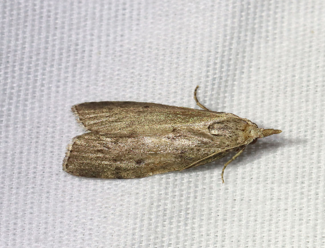 Bee Moth - Aphomia sociella TL: ~15 mm. Sexually dimorphic. FW pattern had shades of green, brown, and pinkish purple. There are two black spots in the median area. Host: Beeswax<br />
<br />
Habitat: Attracted to an LED light (395 nm) in a semi-rural area<br />
<br />
2021 (46) Aphomia,Aphomia sociella,Bee moth,Geotagged,Spring,United States,moth