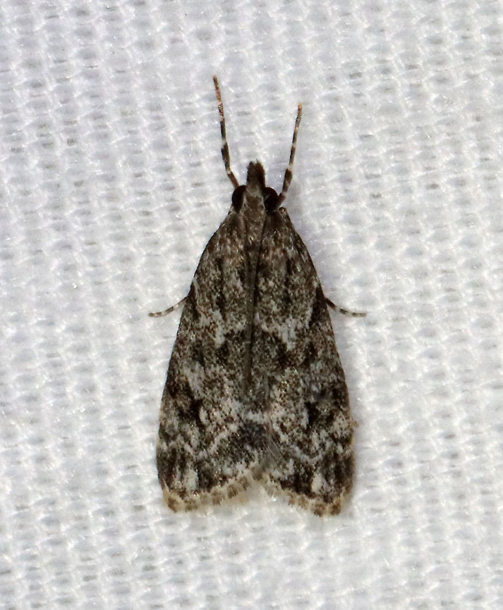 Striped Eudonia Moth - Eudonia strigalis TL: ~8mm. Peppery FW with thin, black, longitudinal lines. Hosts: Maybe mosses<br />
<br />
Habitat: Attracted to a 395 nm LED light in a rural area<br />
<br />
2021(47) Crambidae,Eudonia,Eudonia strigalis,Geotagged,Spring,Striped eudonia moth,United States