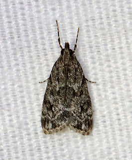 Striped Eudonia Moth - Eudonia strigalis TL: ~8mm. Peppery FW with thin, black, longitudinal lines. Hosts: Maybe mosses

Habitat: Attracted to a 395 nm LED light in a rural area

2021(47) Crambidae,Eudonia,Eudonia strigalis,Geotagged,Spring,Striped eudonia moth,United States