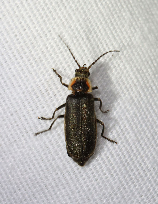 Soldier Beetle - Atalantycha dentigera This beetle resembles a firefly, but its head is not concealed by its pronotum. <br />
<br />
TL: ~ 8 mm. Pronotum wider than long, yellowish pink, with angular dark spot across the middle and a groove down the middle. Blackish elytra with dull yellow borders. It had a golden shimmer.<br />
<br />
Habitat: Attracted to a light; semi-rural area Atalantycha,Atalantycha dentigera,Cantharidae,Geotagged,Spring,United States,beetle,soldier beetle