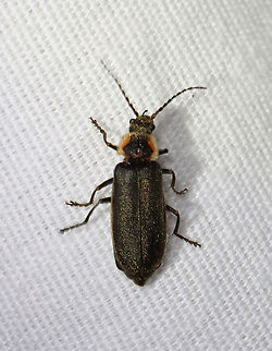 Soldier Beetle - Atalantycha dentigera This beetle resembles a firefly, but its head is not concealed by its pronotum. 

TL: ~ 8 mm. Pronotum wider than long, yellowish pink, with angular dark spot across the middle and a groove down the middle. Blackish elytra with dull yellow borders. It had a golden shimmer.

Habitat: Attracted to a light; semi-rural area Atalantycha,Atalantycha dentigera,Cantharidae,Geotagged,Spring,United States,beetle,soldier beetle