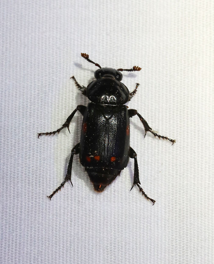 Pustulated Carrion Beetle - Nicrophorus pustulatus TL: ~20 mm.  This species doesn&#039;t exhibit the same carcass-burying behaviors of other members of its genus. Instead, it parasitizes  the eggs of black rat snakes (Elaphe obsoleta). The larvae eat the snake eggs, and thus qualify as a parasitoid of the snake. This relationship is usually only seen between invertebrates.<br />
<br />
Habitat: Attracted to a light; semi-rural area<br />
<figure class="photo"><a href="https://www.jungledragon.com/image/117040/pustulated_carrion_beetle_-_nicrophorus_pustulatus.html" title="Pustulated Carrion Beetle - Nicrophorus pustulatus"><img src="https://s3.amazonaws.com/media.jungledragon.com/images/3232/117040_thumb.jpg?AWSAccessKeyId=05GMT0V3GWVNE7GGM1R2&Expires=1759968010&Signature=F6Rahxis5iny7YXJ182M%2BjmnUjk%3D" width="200" height="150" alt="Pustulated Carrion Beetle - Nicrophorus pustulatus TL: ~20 mm. This species doesn&#039;t exhibit the same carcass-burying behaviors of other members of its genus. Instead, it parasitizes the eggs of black rat snakes (Elaphe obsoleta). The larvae eat the snake eggs, and thus qualify as a parasitoid of the snake. This relationship is usually only seen between invertebrates.<br />
<br />
Habitat: Attracted to a light; semi-rural area<br />
https://www.jungledragon.com/image/116539/pustulated_carrion_beetle_-_nicrophorus_pustulatus.html Geotagged,Nicrophorus pustulatus,Pustulated Carrion Beetle,Spring,United States" /></a></figure> Geotagged,Nicrophorus,Nicrophorus pustulatus,Pustulated Carrion Beetle,Silphidae,Spring,United States,beetle,burying beetle,carrion beetle