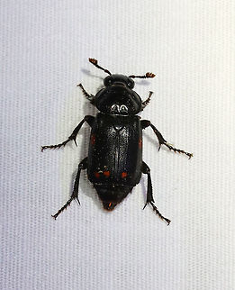 Pustulated Carrion Beetle